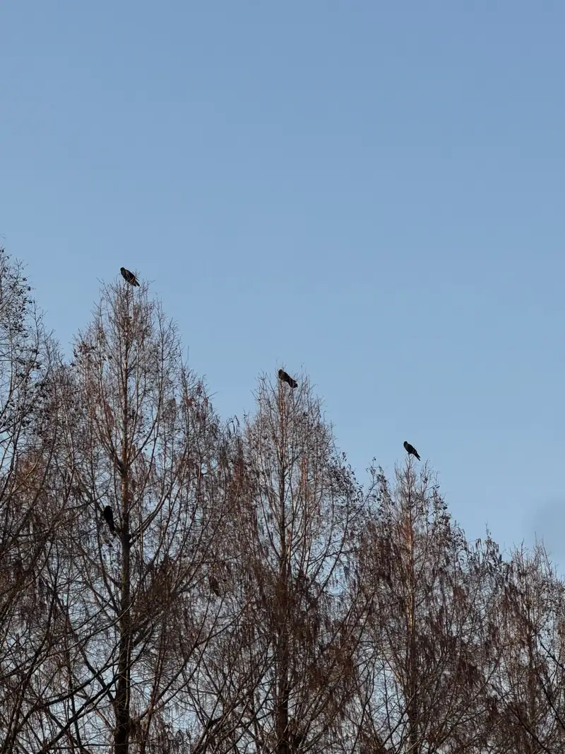 Tres cuervos posados en las copas de unos árboles sin hojas contra el cielo azul