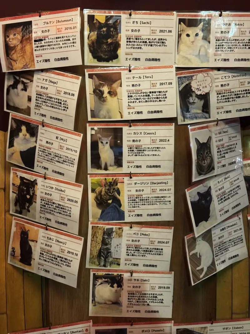 Una pared cubierta de fichas con fotos y datos de gatos en adopción