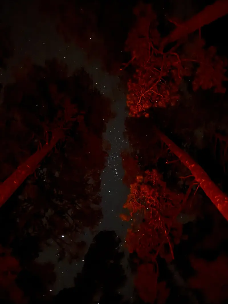 Copas de árboles iluminadas de rojo contra un cielo nocturno estrellado
