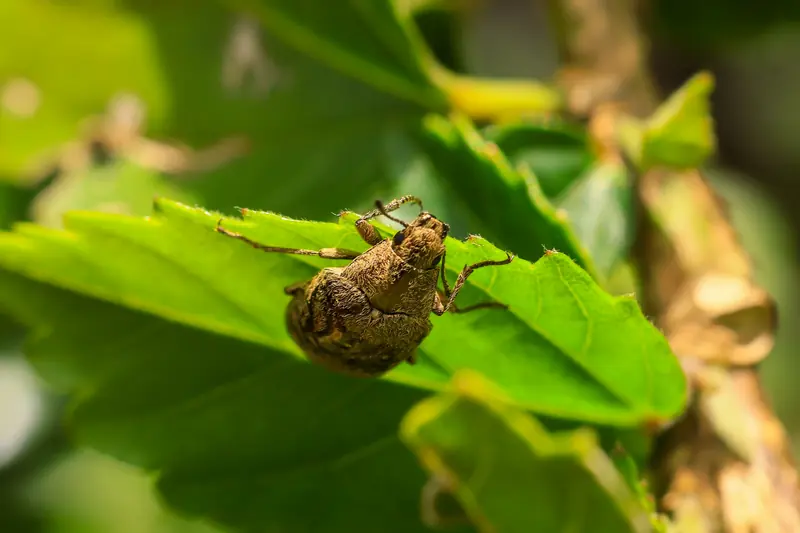 Un escarabajo de cuerpo velludo sobre una hoja verde, visto de cerca con el fondo desenfocado
