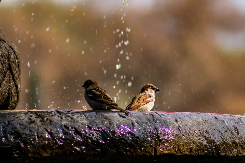 Dos gorriones sobre el borde de una fuente rodeados de gotas de agua suspendidas