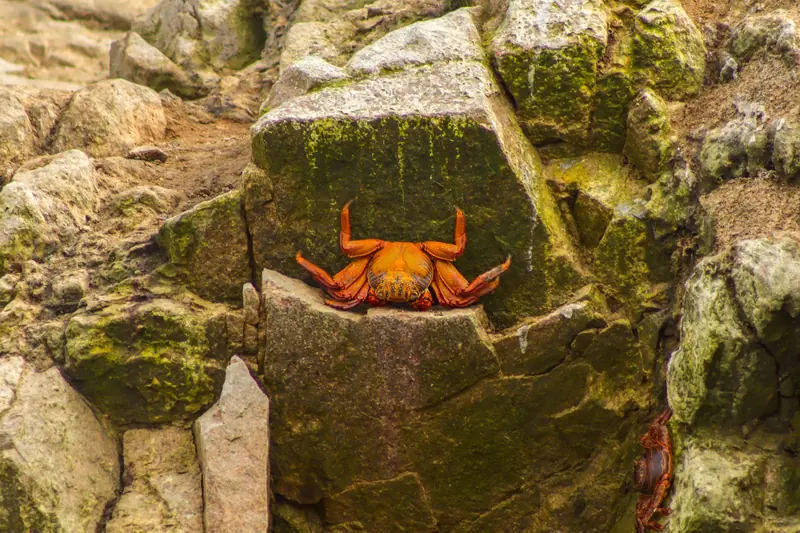 Un cangrejo naranja intenso sobre una roca cubierta de musgo verde