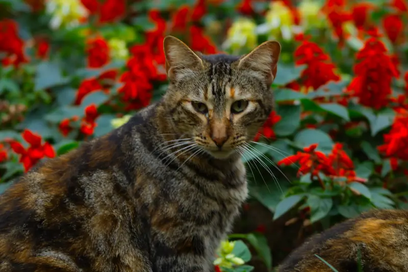 Un gato atigrado mirando fijamente a la cámara entre flores rojas