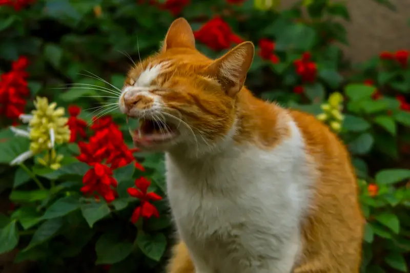 Un gato naranja y blanco maullando entre flores rojas