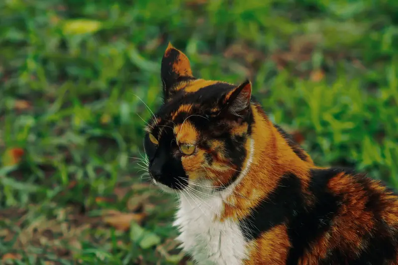 Un gato tricolor sentado en el pasto mirando hacia un lado