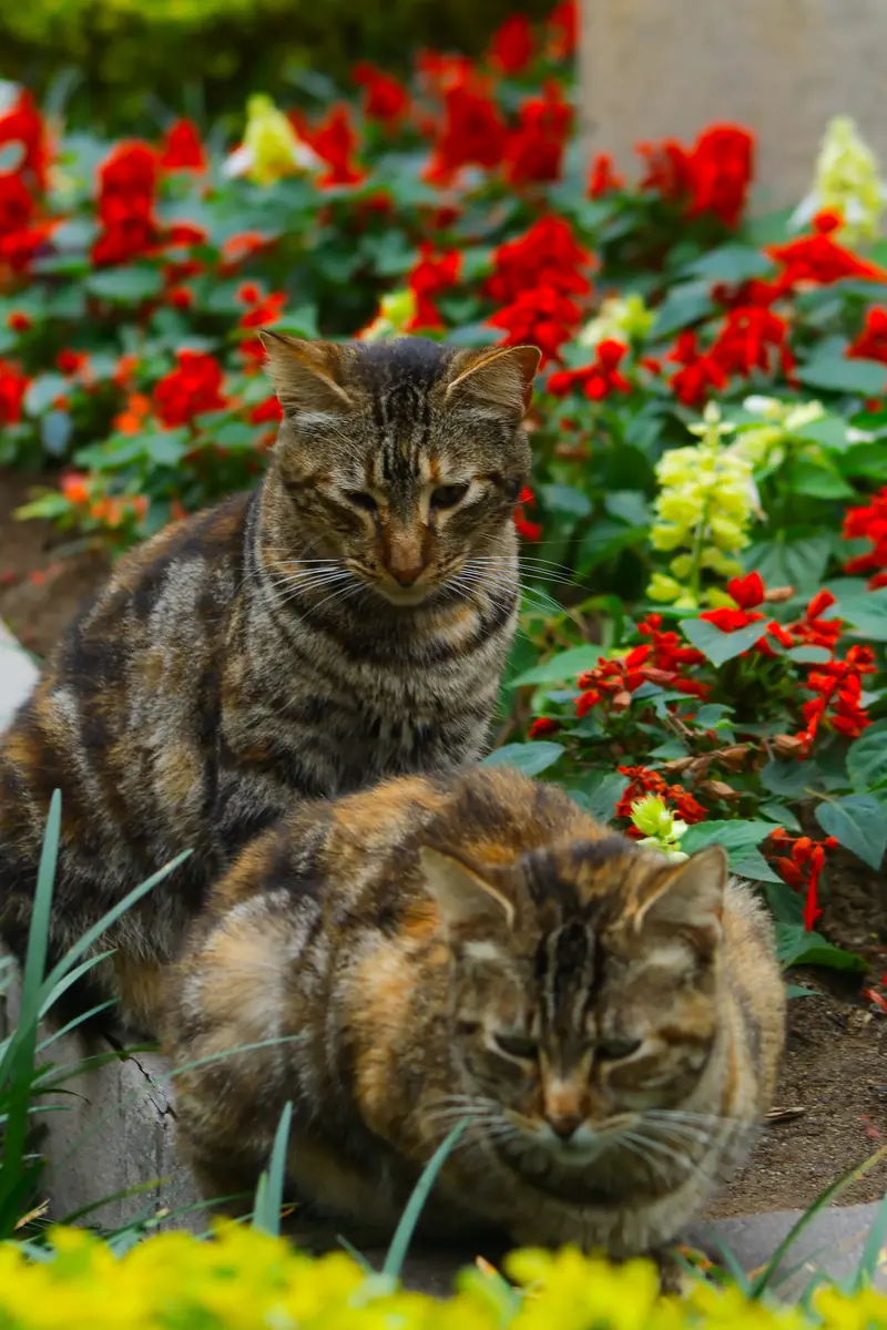 Dos gatos atigrados descansando entre flores rojas y amarillas