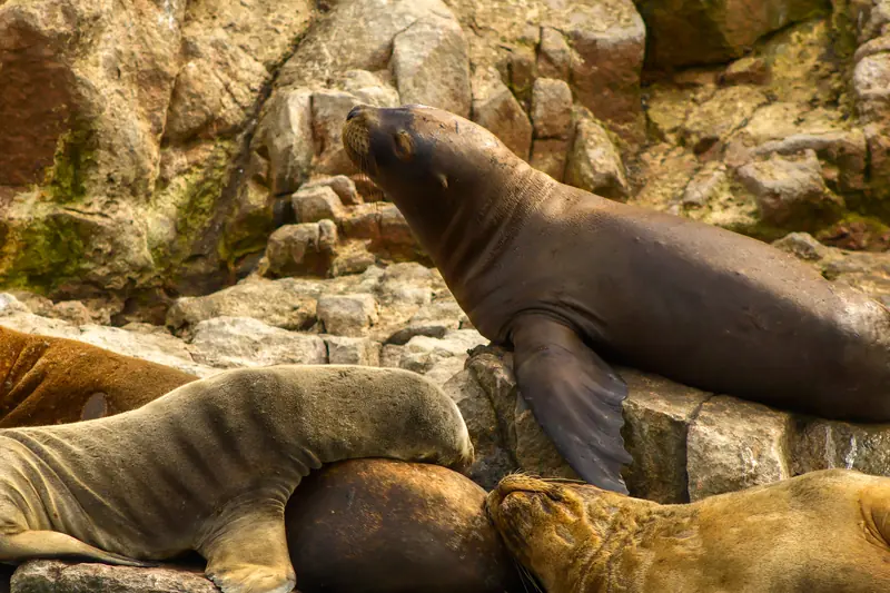 Un grupo de lobos marinos descansando y trepando entre las rocas
